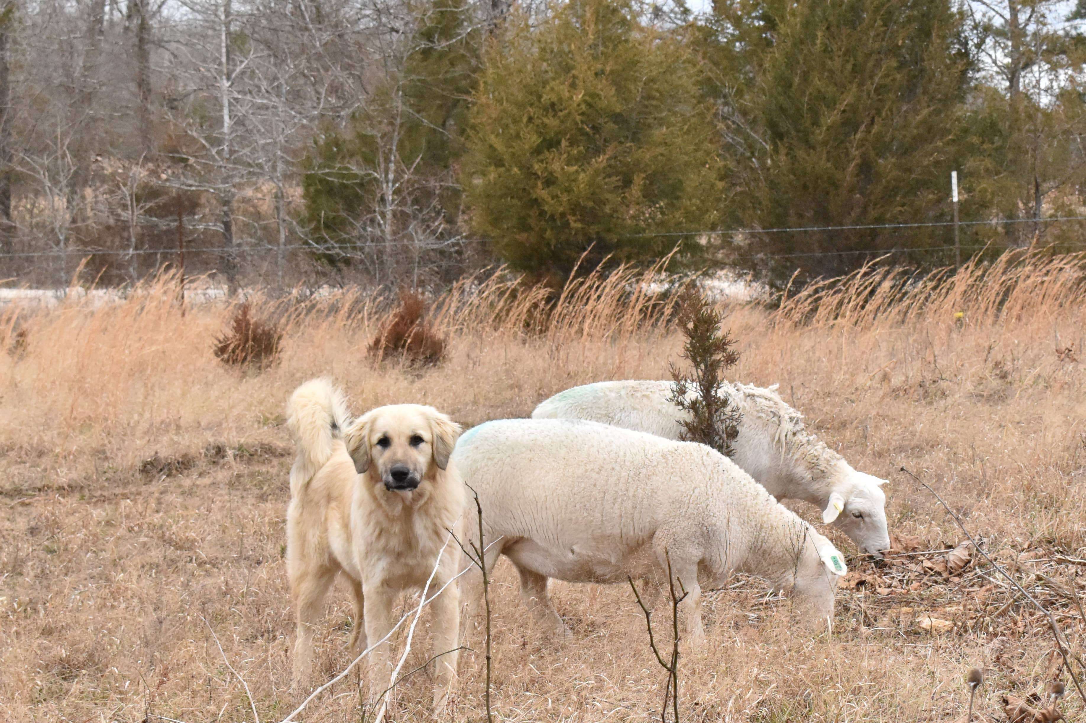 White Dorper Sheep with sheep dog