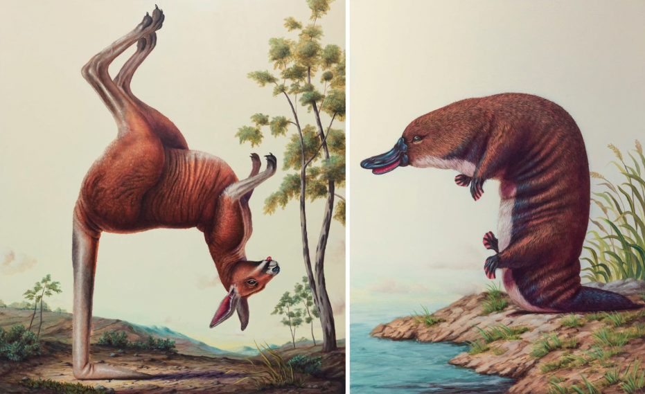 oil paintings of a kangaroo and a platypus