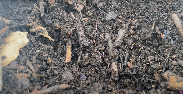 Mature compost with worms
