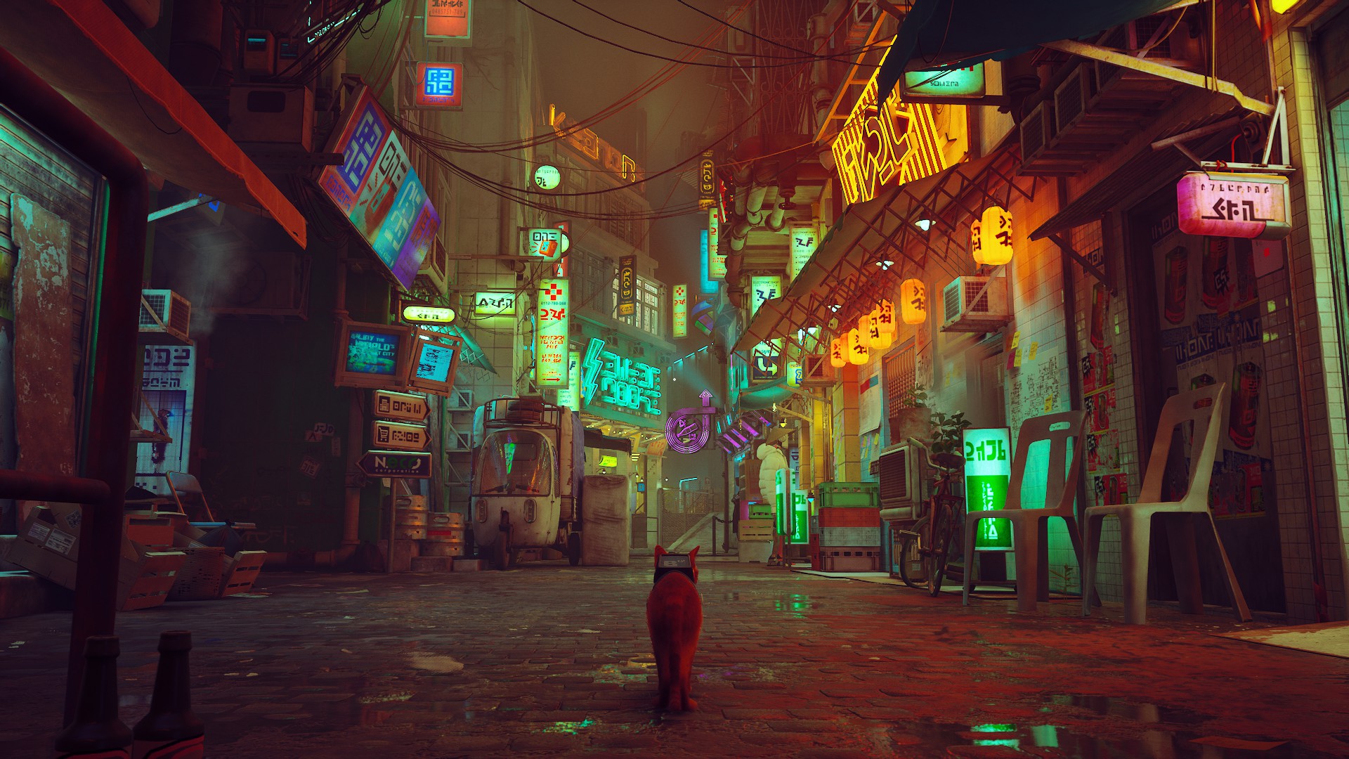Cat approaching a street full of neon signage.