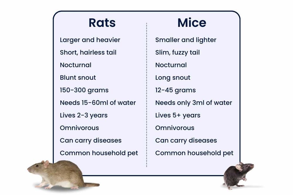 A T chart explaining the differences between mice and rats