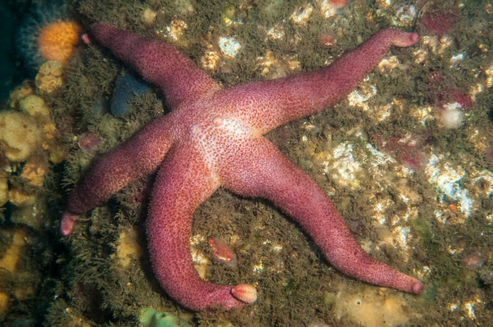 Closeup of a Bloody Henry starfish <em>(Henricia sp.)</em>
