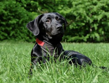 Why Dogs Eat Grass — and When To Worry