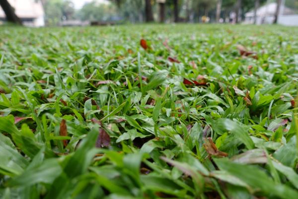 Lumpini Park Funny Grass
