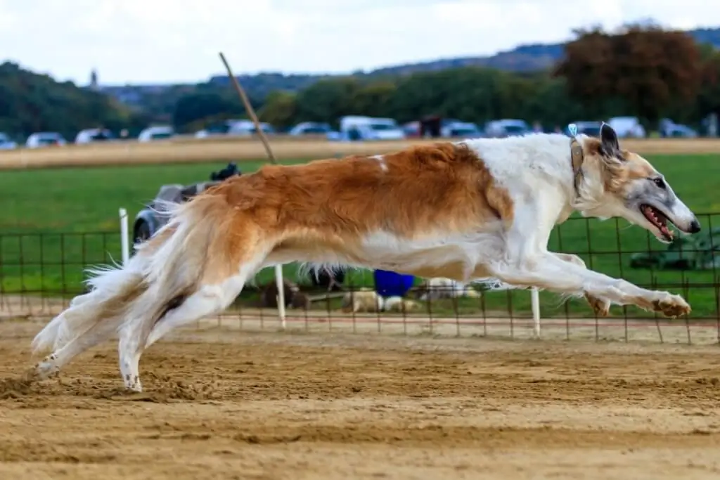 Galgos seguem as presas predominantemente pela velocidade