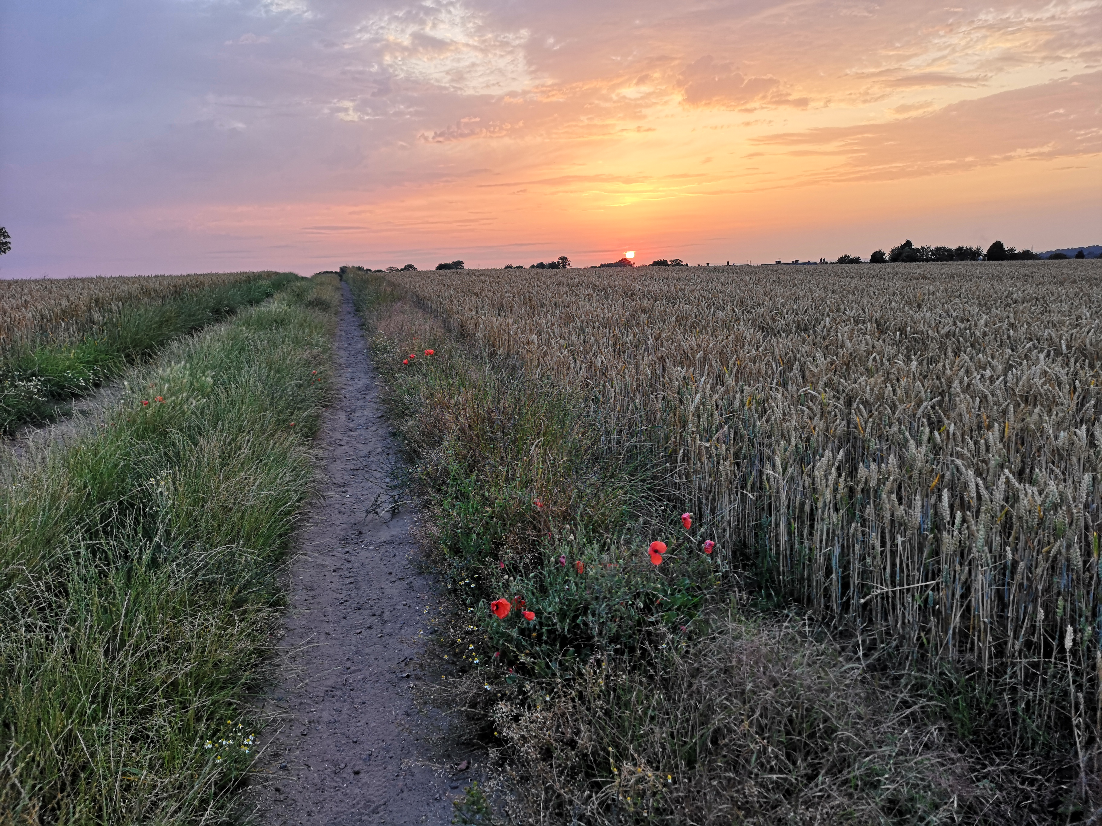 Field in Yorkshire taken by Bekki Banks.