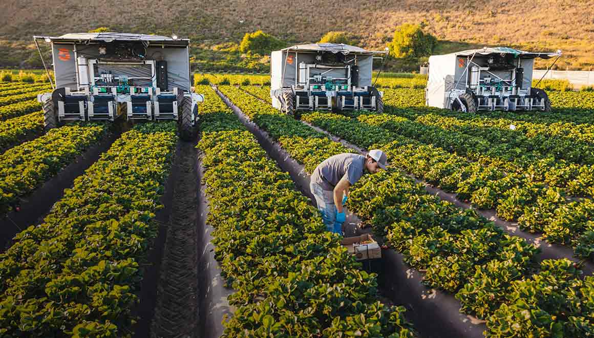 Image of Advanced Farm TX Strawberry Harvester picking strawberries in the field.