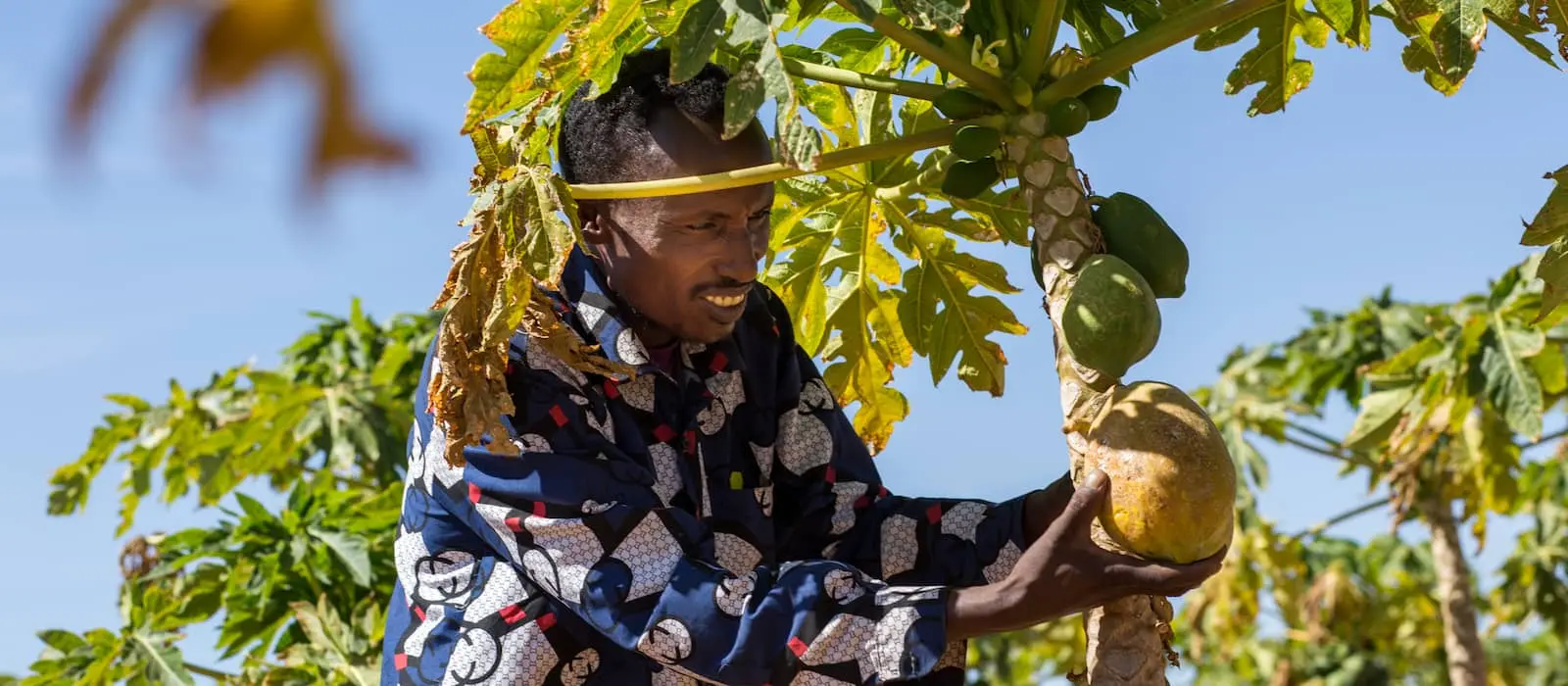 Man inspecting his papaya fruits on his farm (seeds provided by Concern).