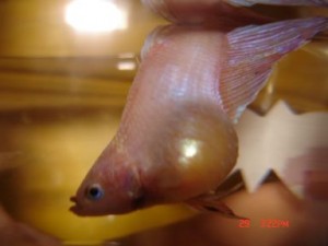 Aquarium - Causes Of Fish Diseases In Your Aquarium