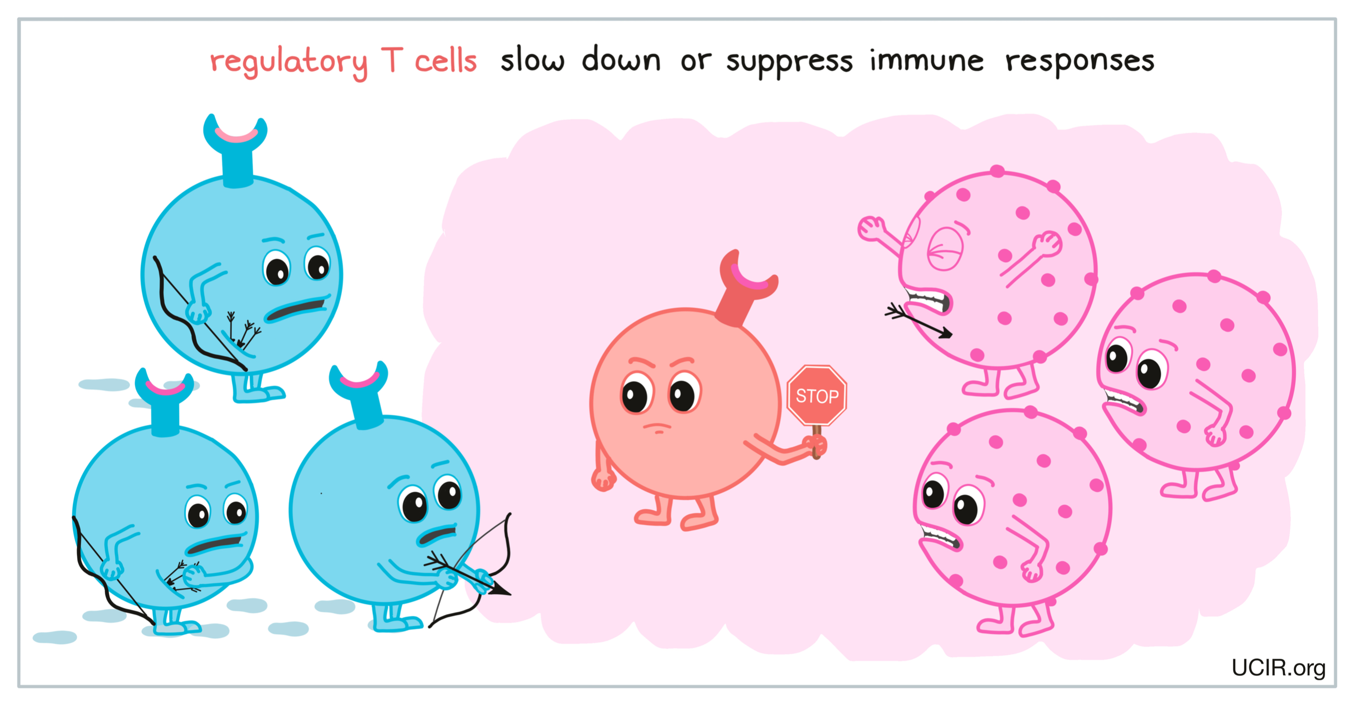 Regulatory T cells slow down or suppress immune responses