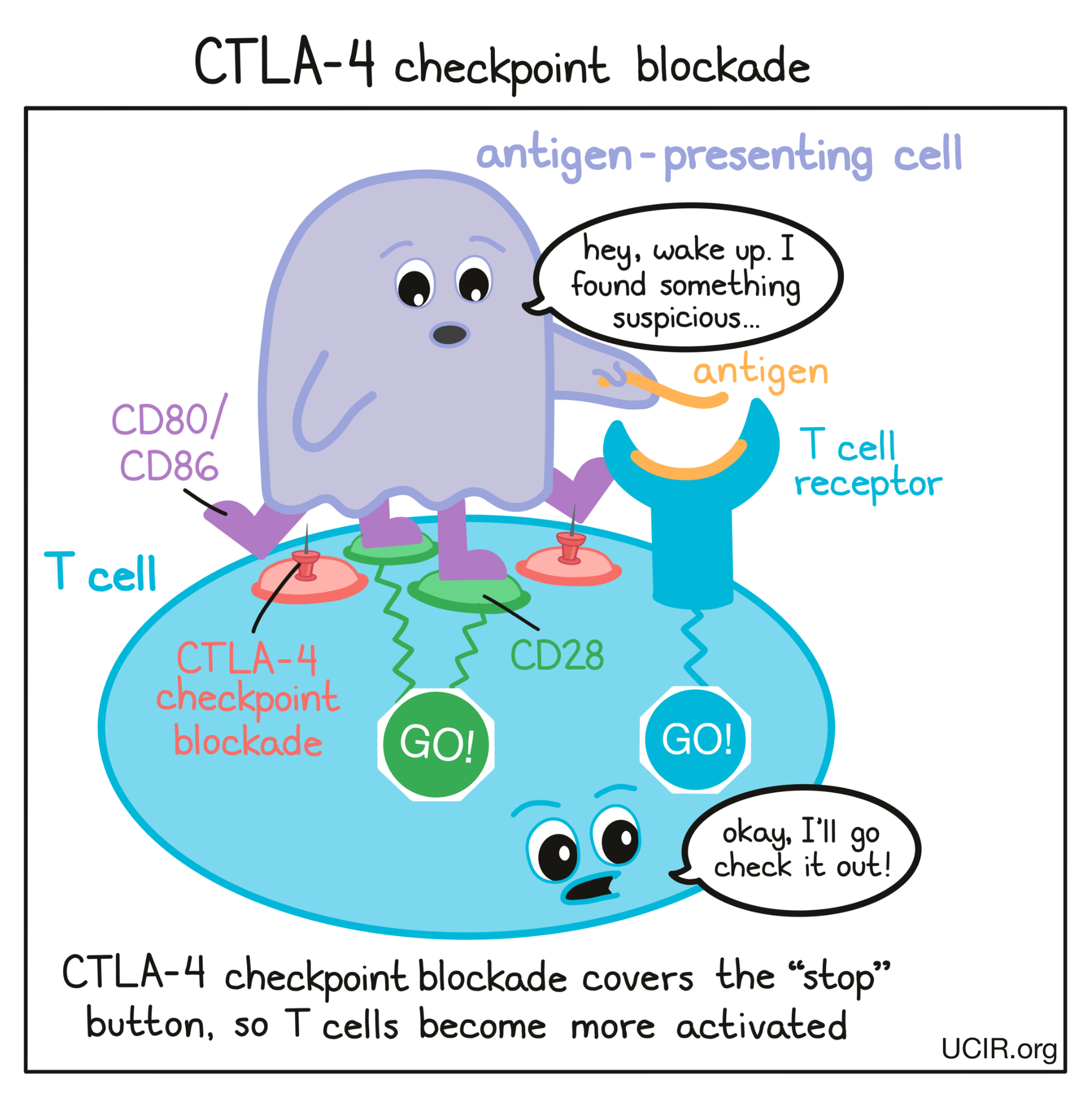 Cartoon that shows how CTLA-4 checkpoint blockade works (multiple images)