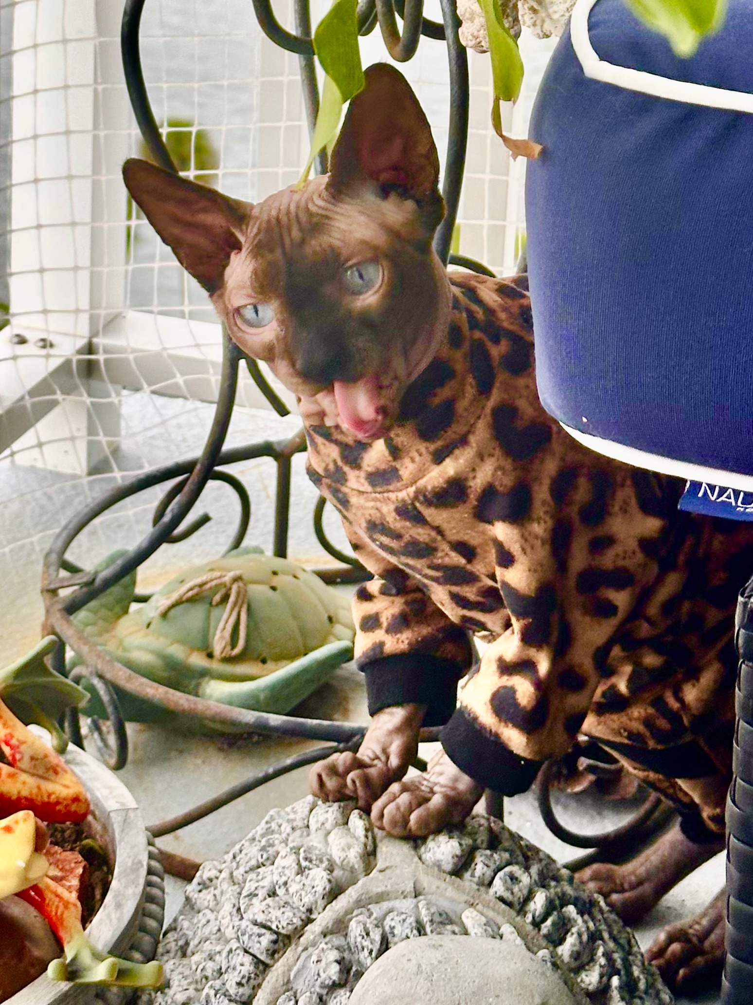 Bugsy the Sphynx kitten in his new home