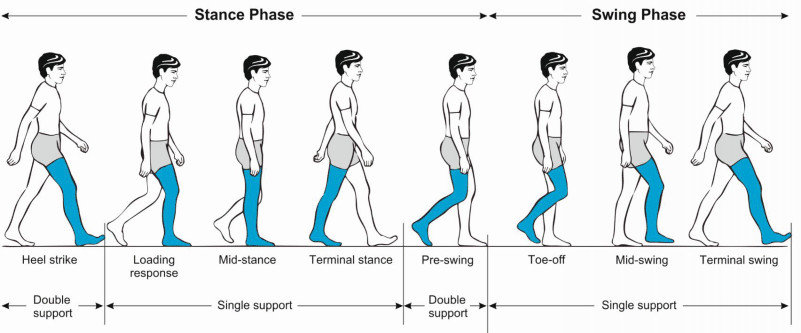Phases of walking with quadriceps