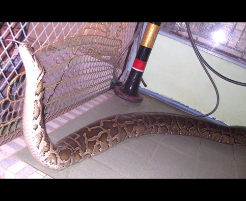 Burma Snakes 2