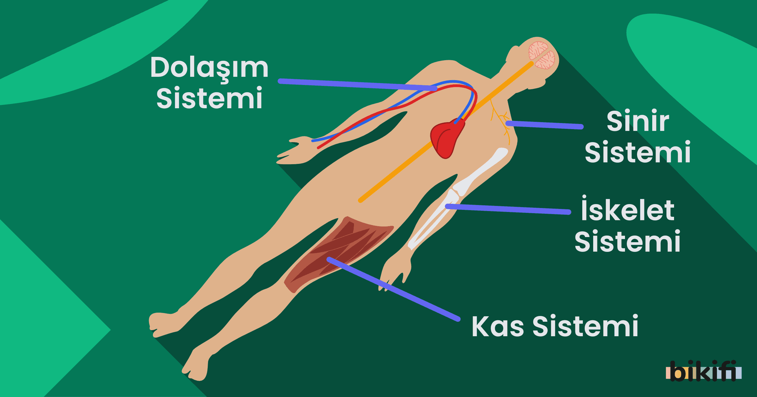 Hayvan Biyolojisi ve İnsan
