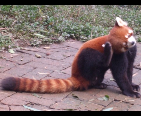 China Red Pandas 11