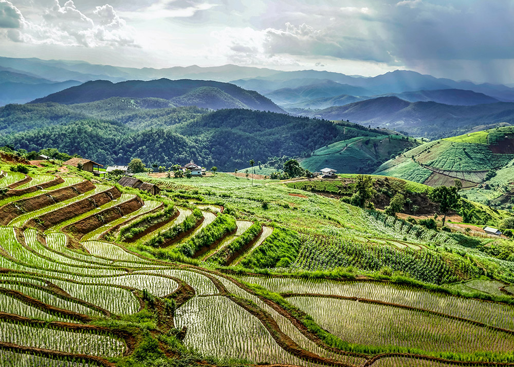 green terraced rice fields in chiang mai thailand