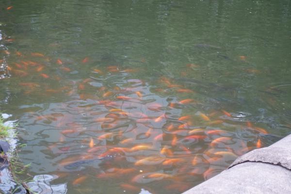 Lumpini Park Fish