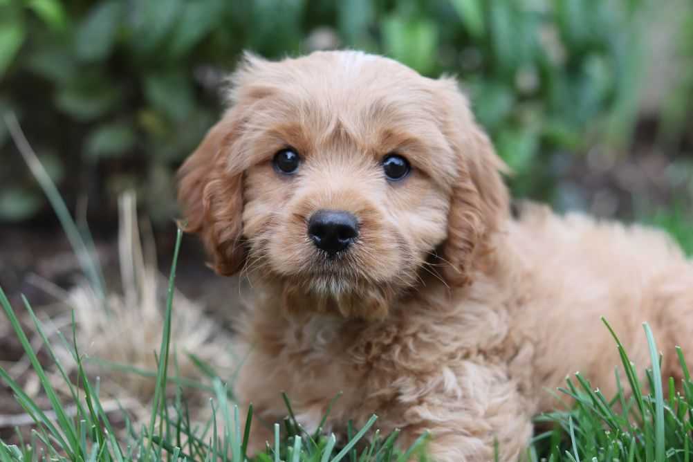 Cavalier King Charles Spaniel and Poodle mix.