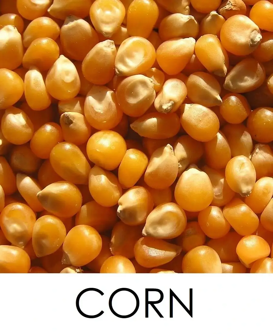 Corn makka