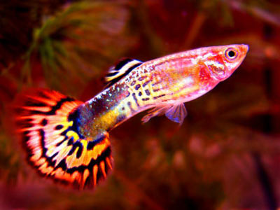 male guppy fish