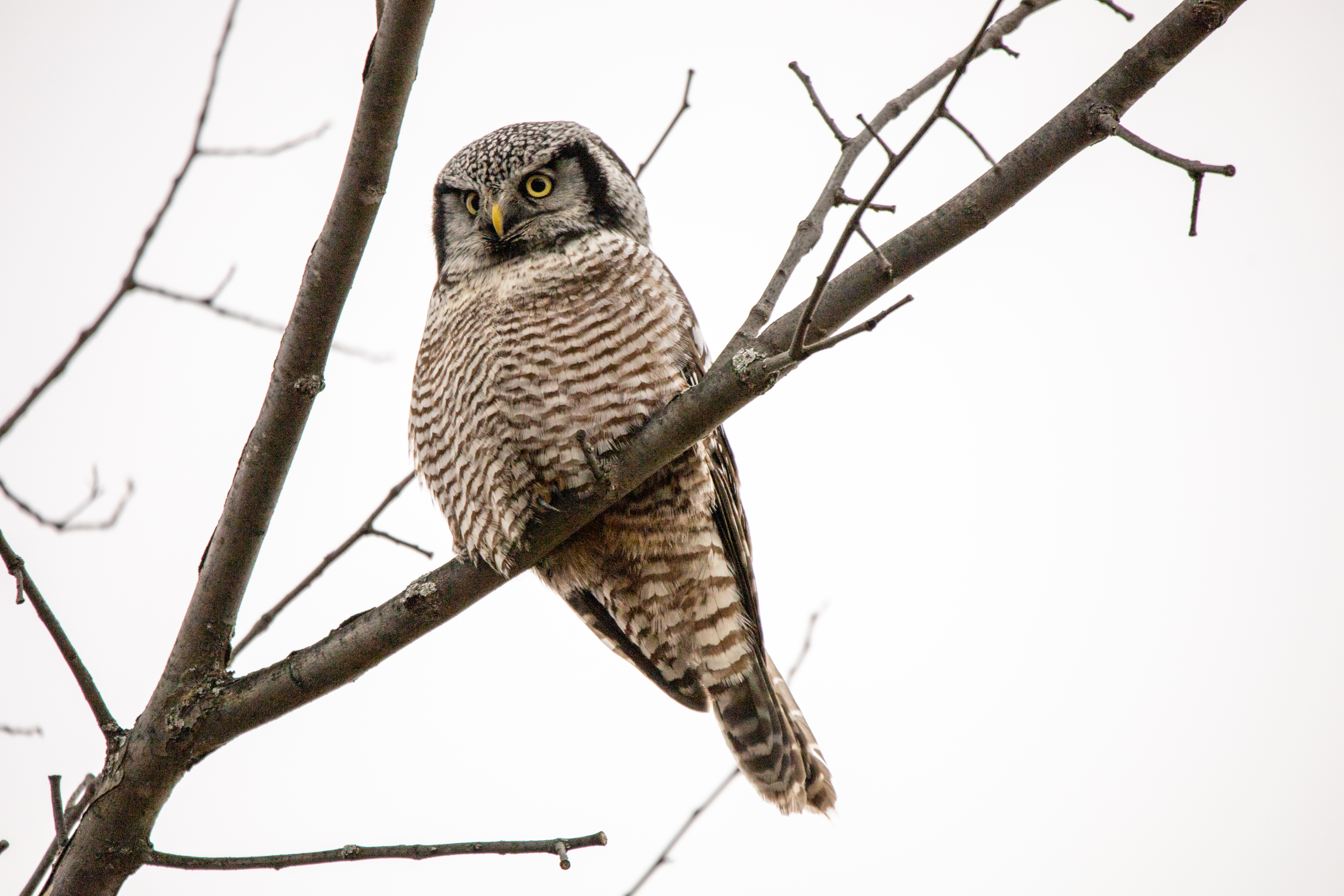 nothern-hawk-owl