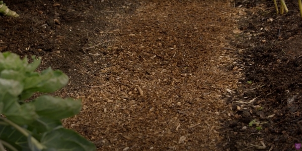 Garden beds separated by woodchips pathways