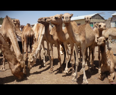 Somalia Camel Market 3