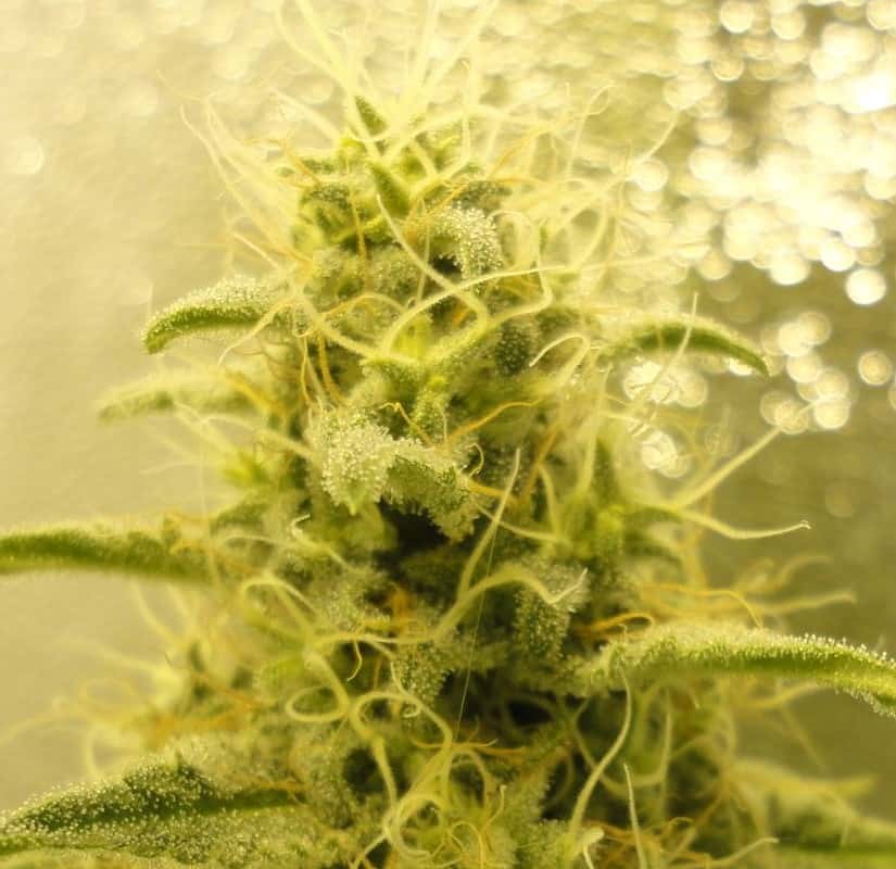 White Widow strain