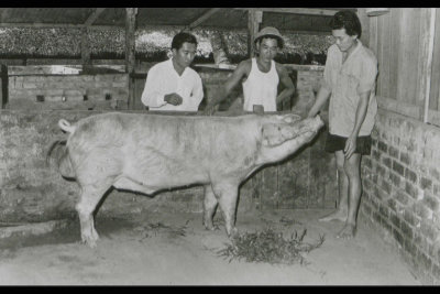 A black and white photo of three men standing next to a large pig in its pen. Its snout reaches up to one of the men’s waist.