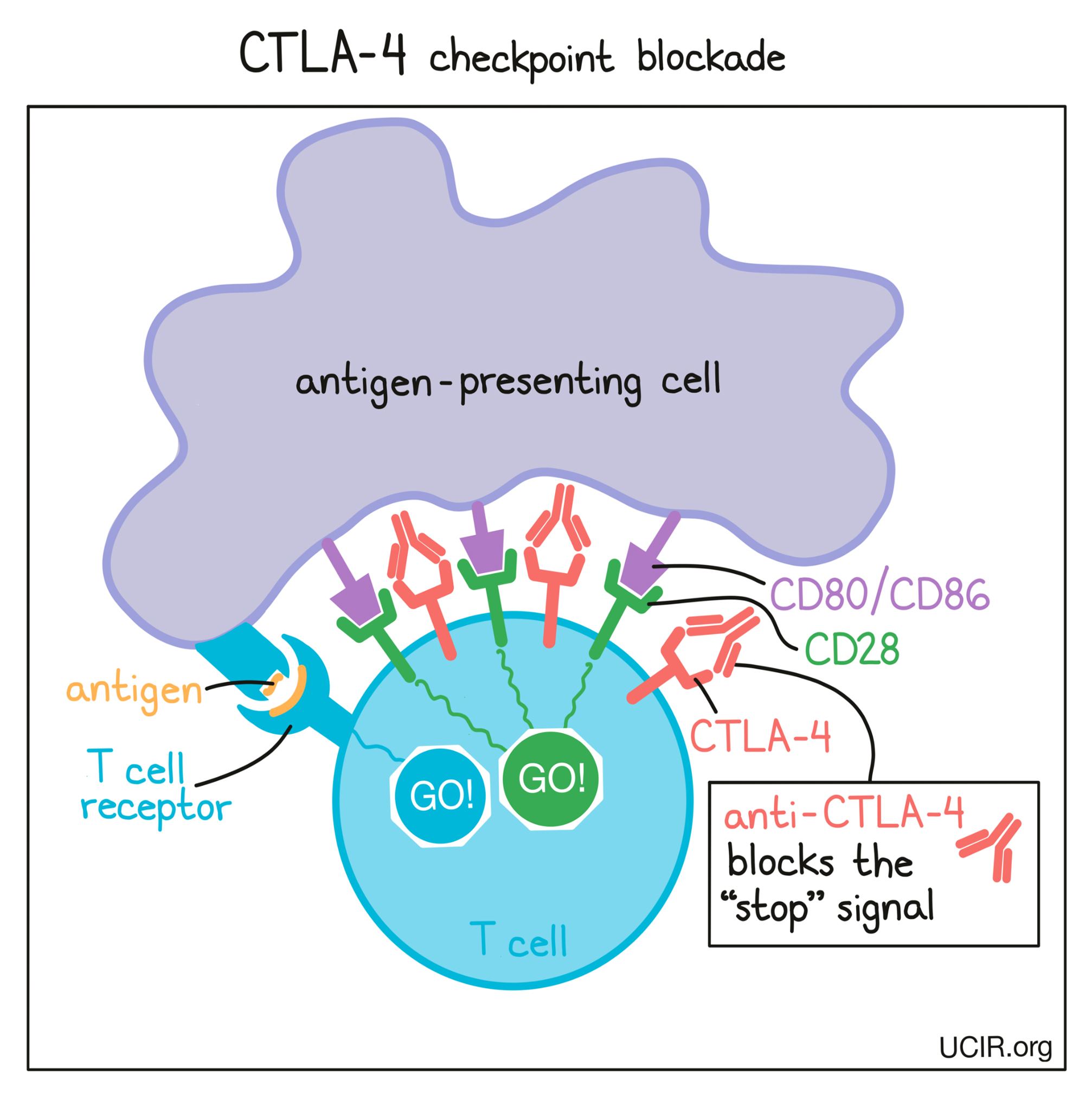  Illustration that shows how CTLA-4 checkpoint blockade works (multiple images)