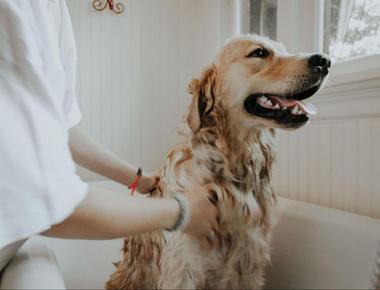 Dog Grooming: How Long Does It Take?