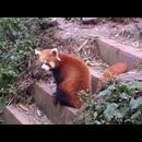 China Red Pandas 18