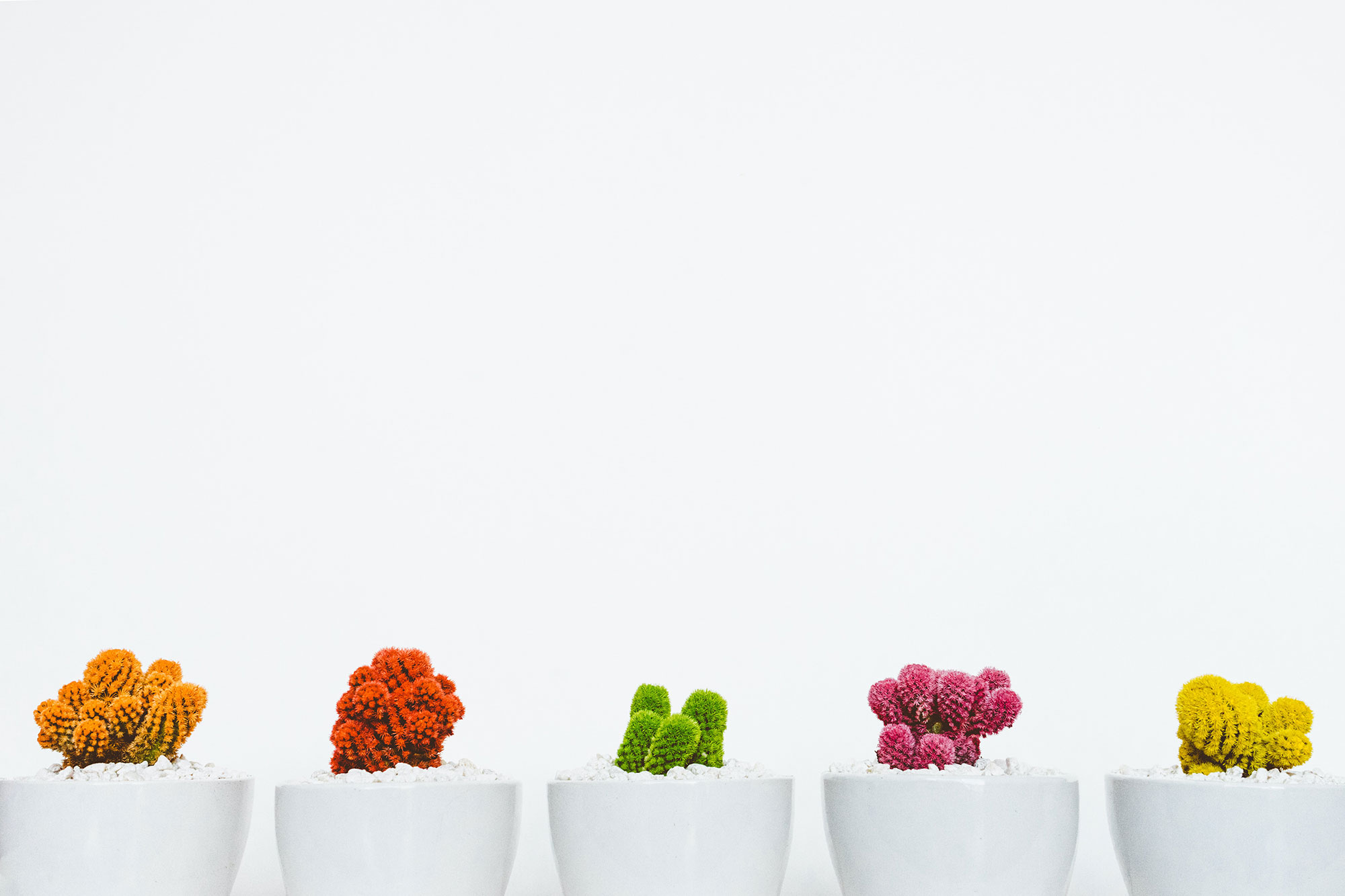 minimalist plants in a row.