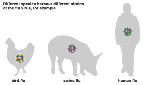 Swine Flu (1)