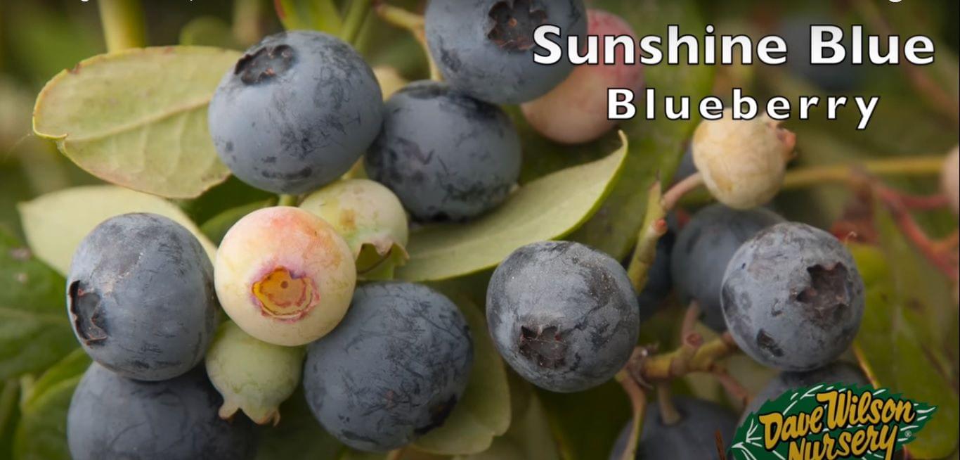Selecting Blueberries and other Bush Berries