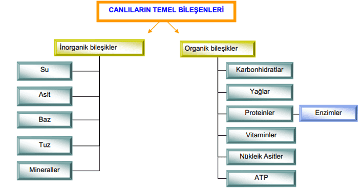İnorganik ve Organik Bileşenler