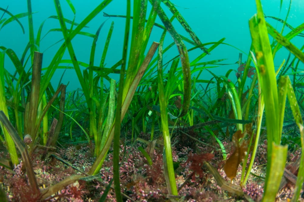 Closeup of seagrass <em>(Zostera spp.)</em> with maerl