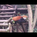China Red Pandas 6