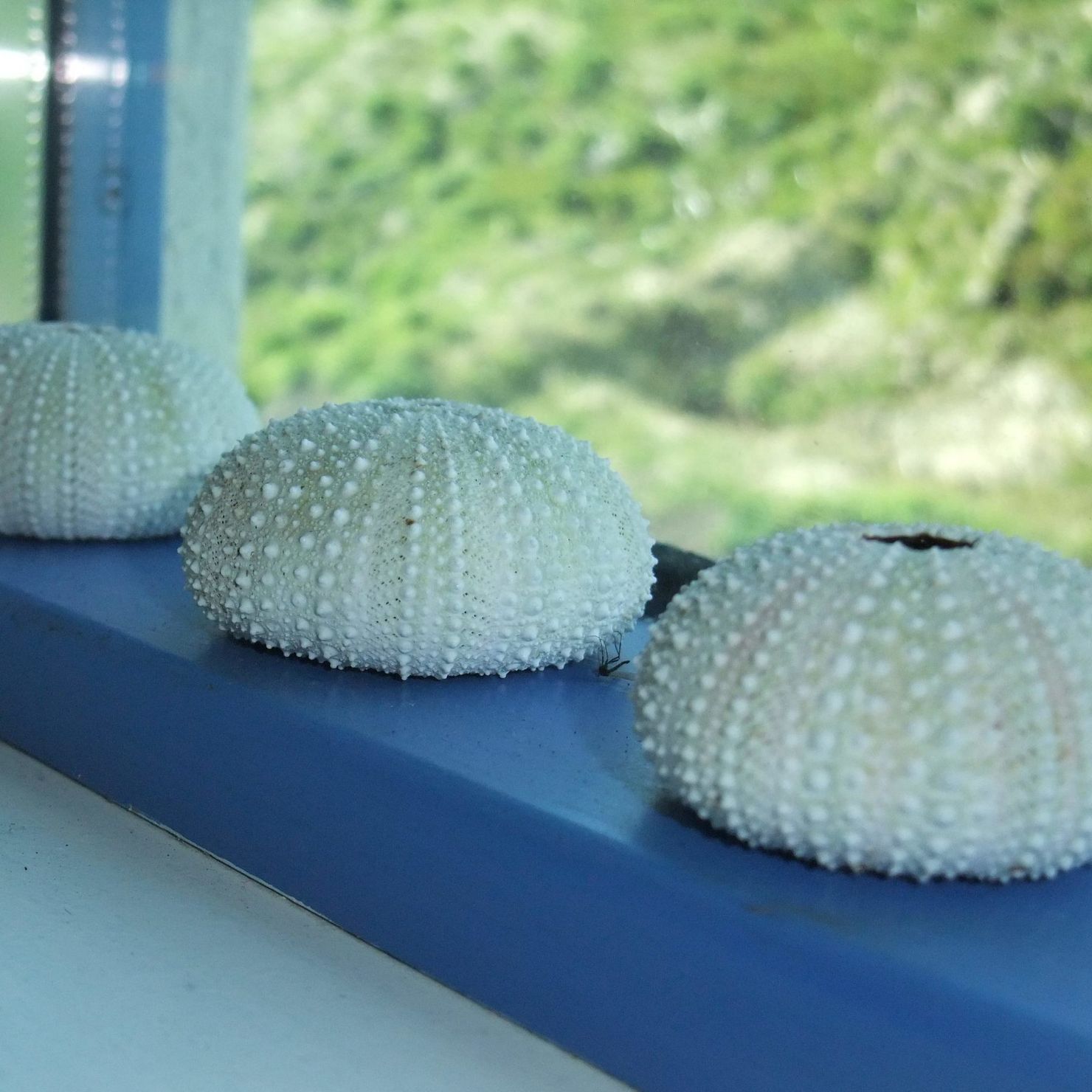 Shells on the window sill bring a maritime mood into the holiday home