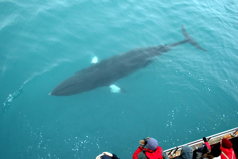 Buckelwal, Whale watching, Island