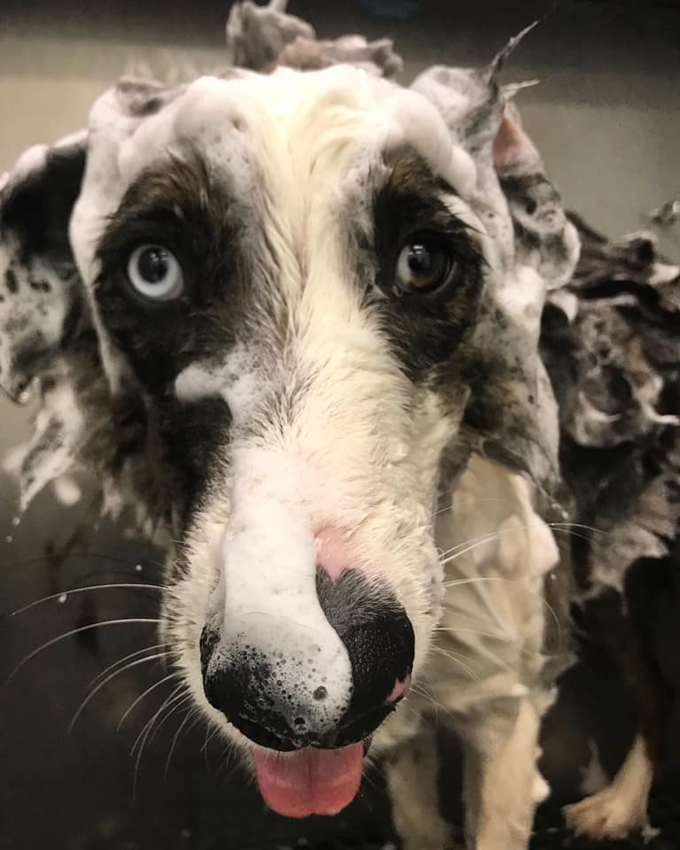 Dog Grooming Nails, Deshed, Skunk Baths & Full Grooming