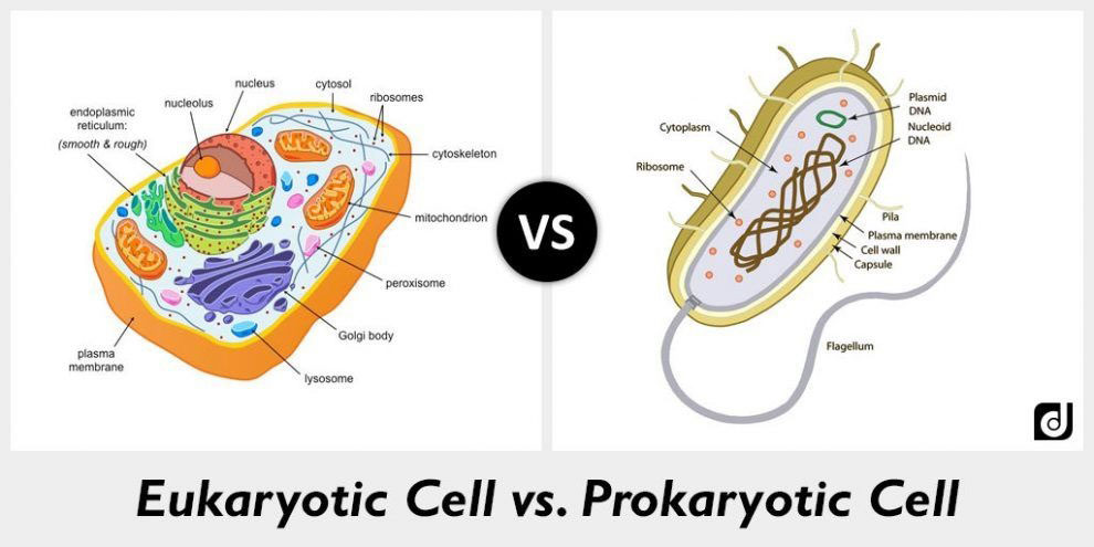 A comparison of eukaryotic and prokaryotic (bacterial) cells.  Size is not to scale.  Prokaryotic cells (typically 0.1–5.0 µm) are many times smaller than eukaryotic cells (typically 10–100 µm).  Image from https://www.differencebtw.com/difference-between-eukaryotic-cell-and-prokaryotic-cell (public domain).  This size difference will be an important consideration when engineering a water treatment system.