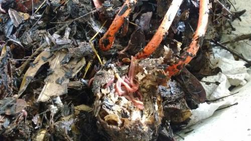 Educação ambiental em escola da capital mineira é um exemplo a ser seguido 12 undefined