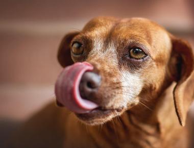 Your Dog Always Licks Your Arm? Here's Why