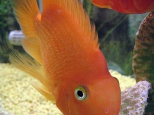 5 Fish Diseases That Can Affect Your Aquarium