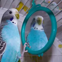 bird and mirror