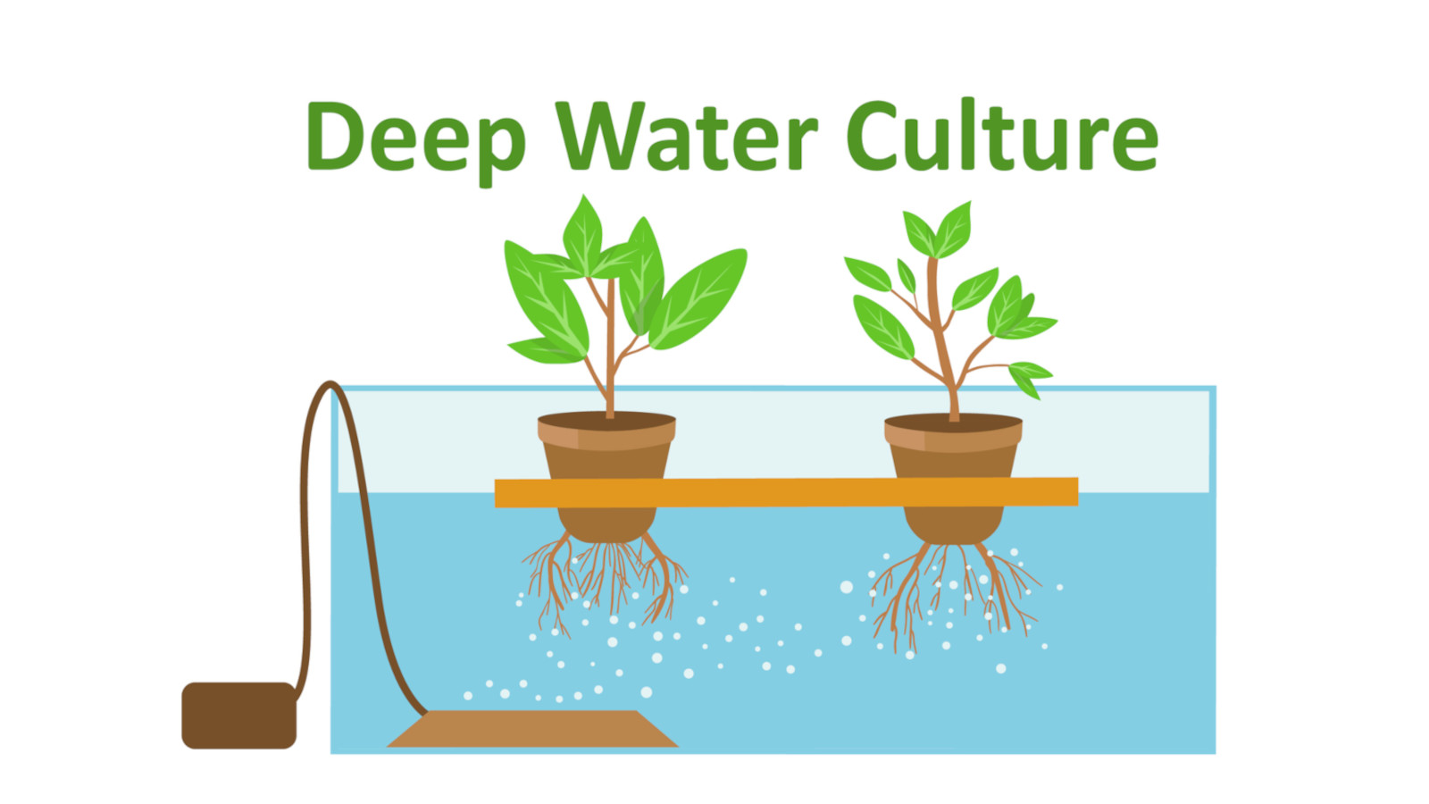 Hydroponic Deep Water Culture