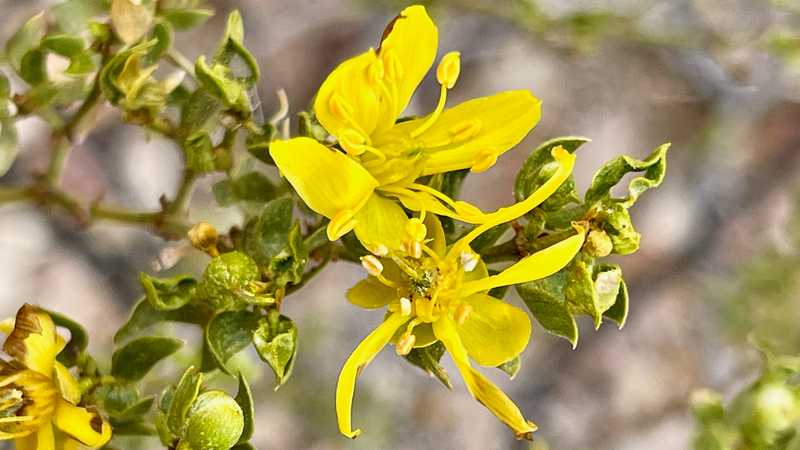 creosote flowers