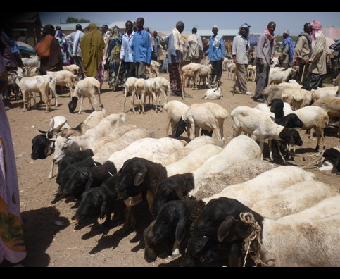 Somalia Animal Market 19